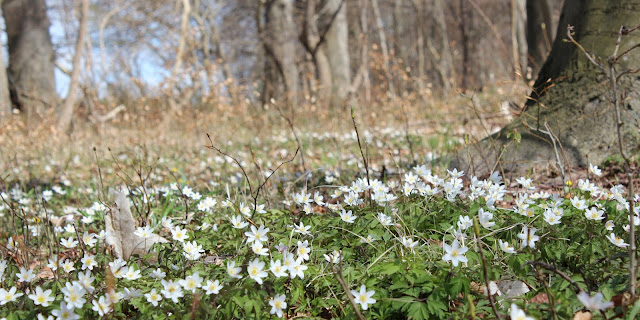 Anemoner