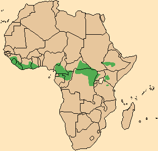 hiloquero, gigante bosques africanos