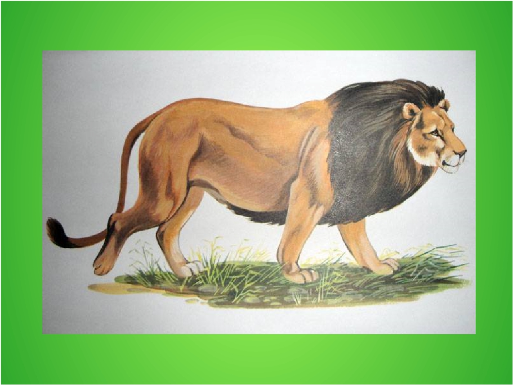 Животные жарких стран картинки для детей