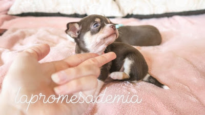Chihuahua chocolate tricolor de ojos azules