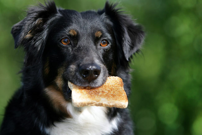 Czy pies może jeść chleb?