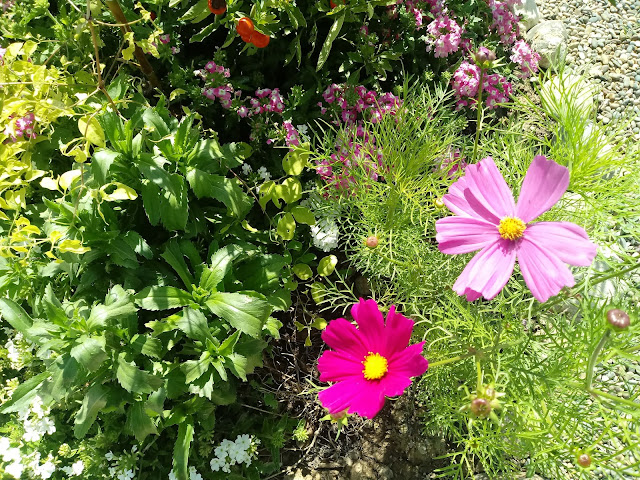 Flores grandes de 8 petalos en el jardín