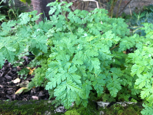 Sweet Cicely herb