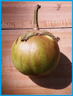 heirloom eggplant