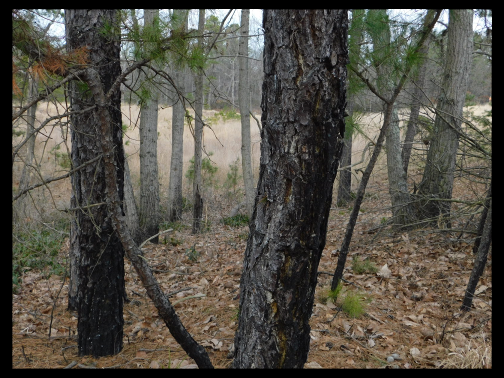 Beyond Easy Notes the Jersey Pine Barrens
