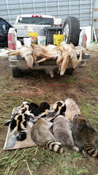 waddell robert coyote thousand coyotes quest badger skunks cook fox