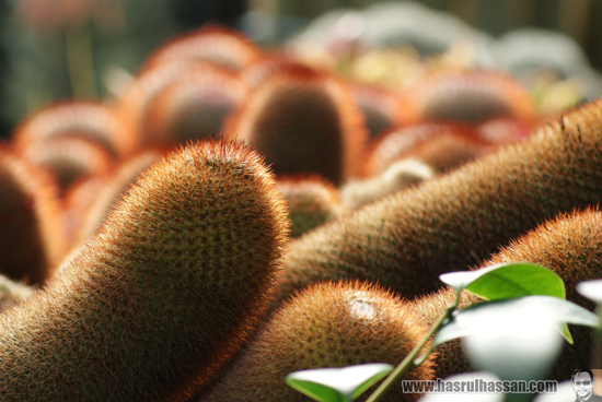 Kaktus Cameron Highlands