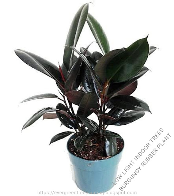 Evergreen Tree planting Low Light Indoor Trees "Burgundy Rubber