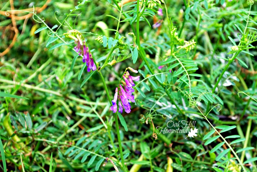 Vetch - Oak Hill Homestead
