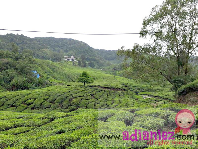 Merehatkan Minda Di Sungei Palas Tea Centre Cameron Highlands Sekali Lagi