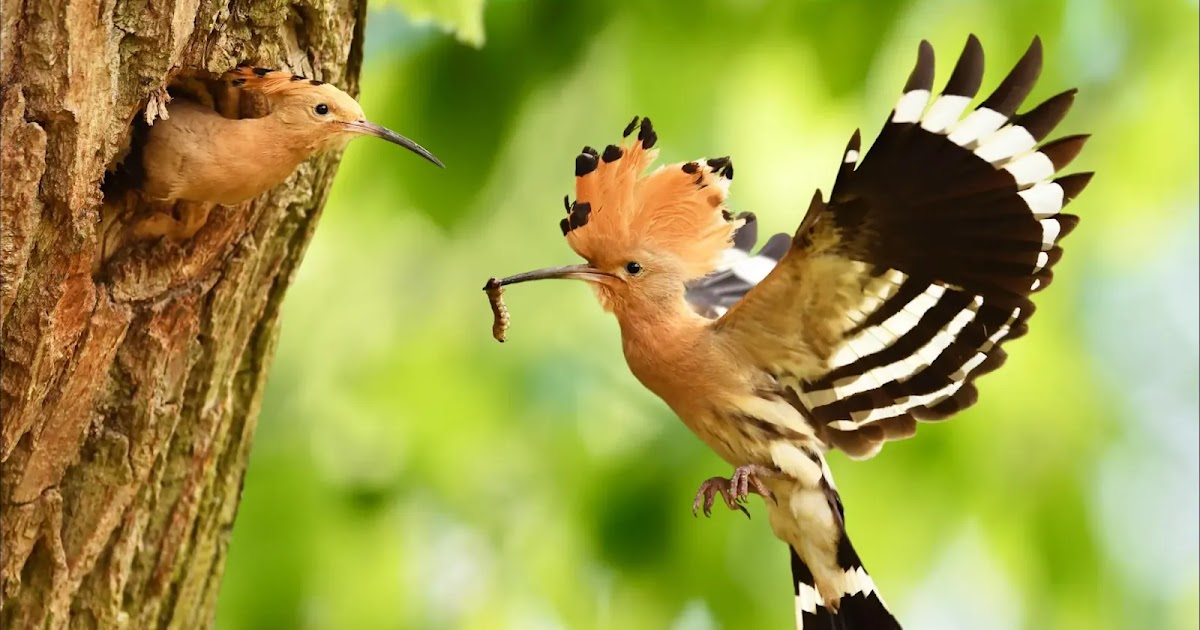 Hoopoe colourful bird species, information & characteristic