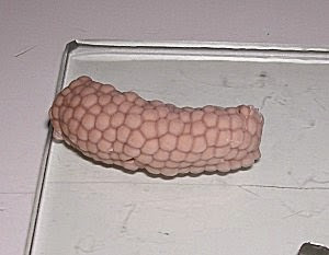 CARACOL MANZANA CARACOL MANZANA