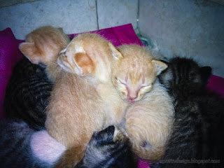 Very Young Kittens Sleep Huddling Together In The Corner Of The House North Bali Indonesia