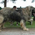 Caucasian Shepherd Dog thumbnail
