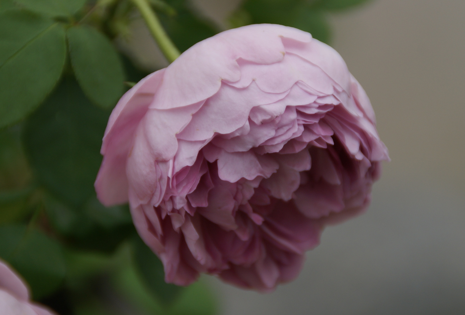 Organic Garden Dreams: October Roses