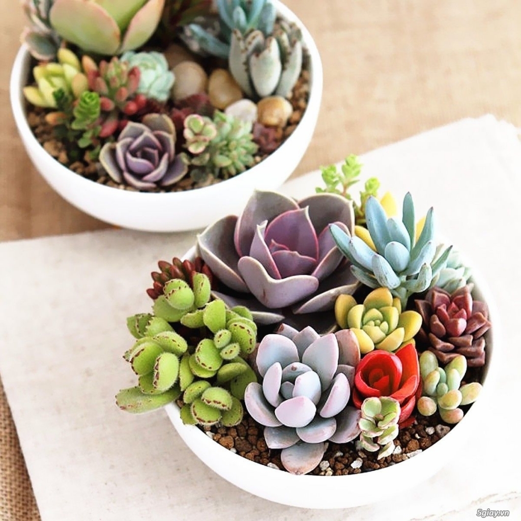 lainteriorista LAS PLANTAS DE MODA