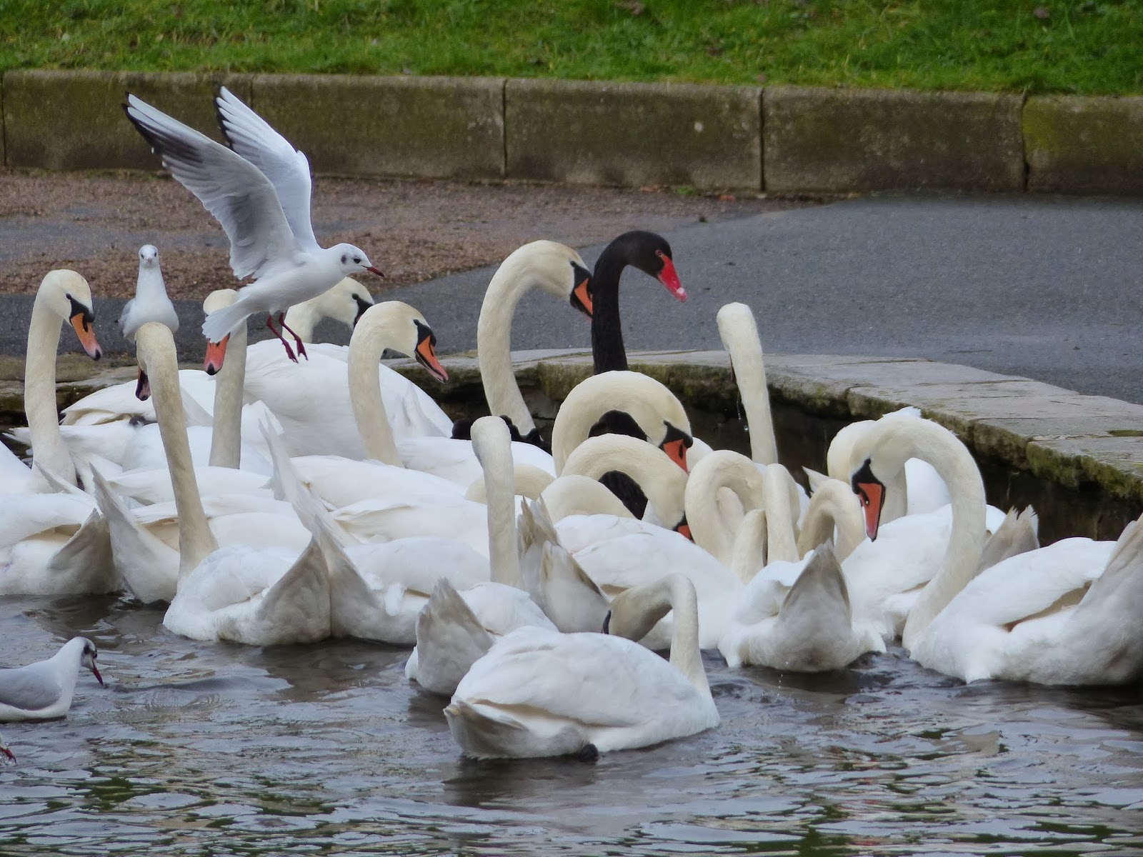 Birding For Pleasure Black Swan among Mute Swans