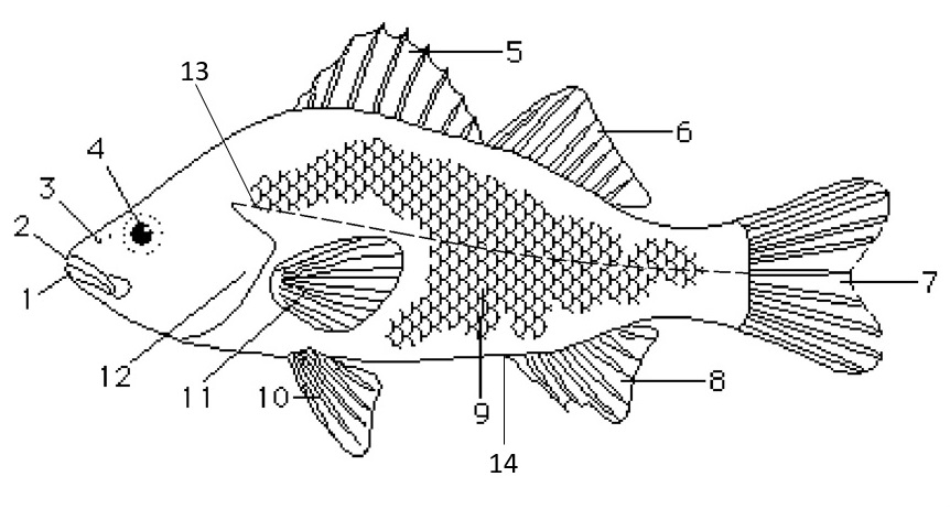 Anatomi Eksternal Ikan