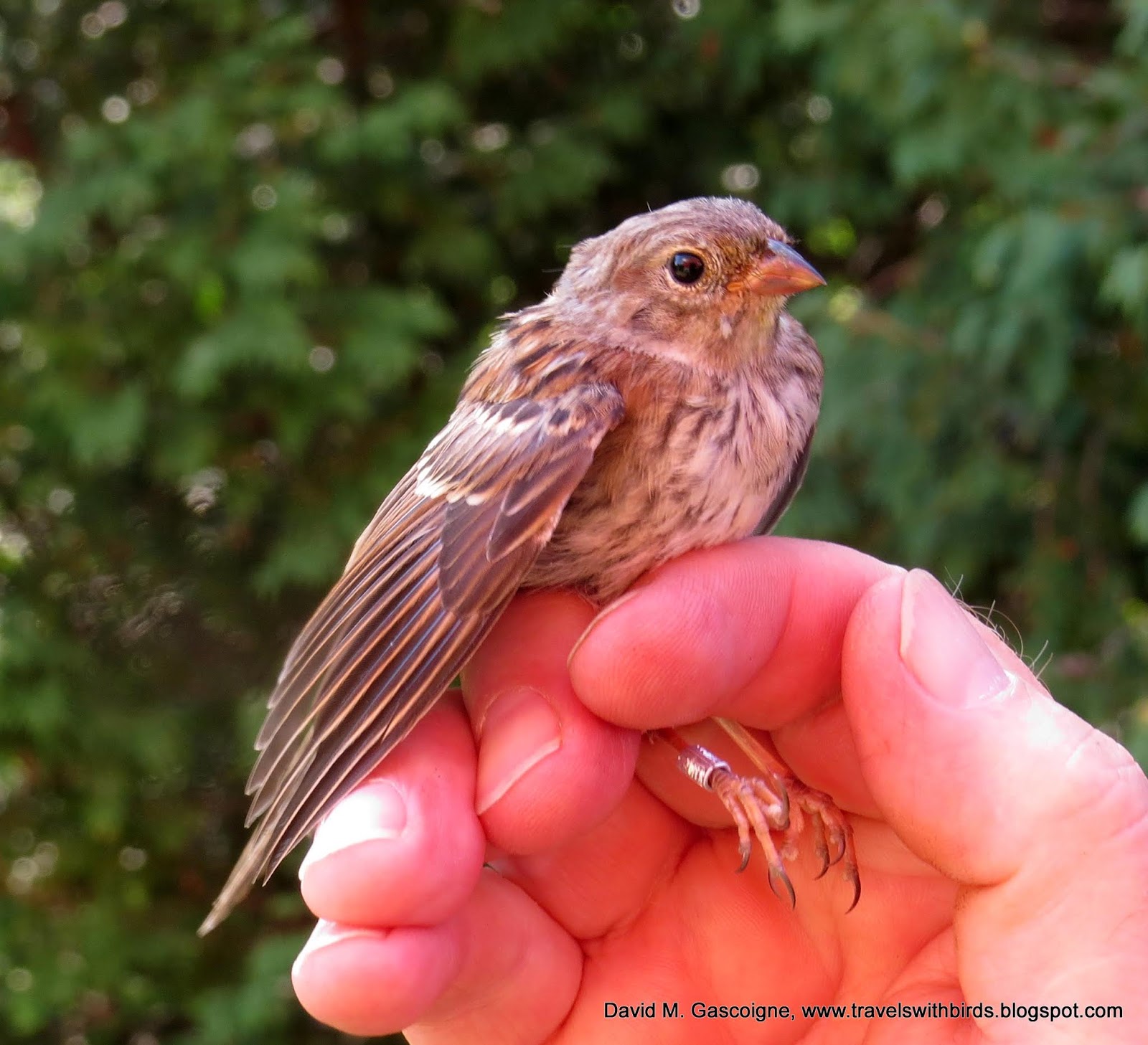 The First Weekend of Fall Bird Banding at SpruceHaven and a Visit by