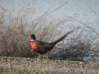 Sacramento National Wildlife Refuge