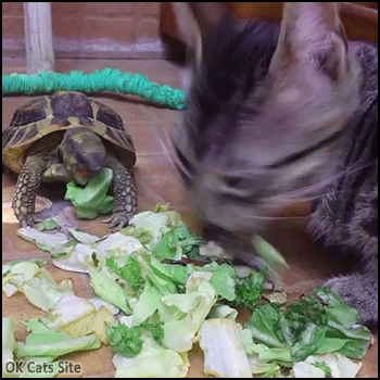 Cute Cat GIF • Amazing vegan cat sharing salad with tortoise. Best friends always share food