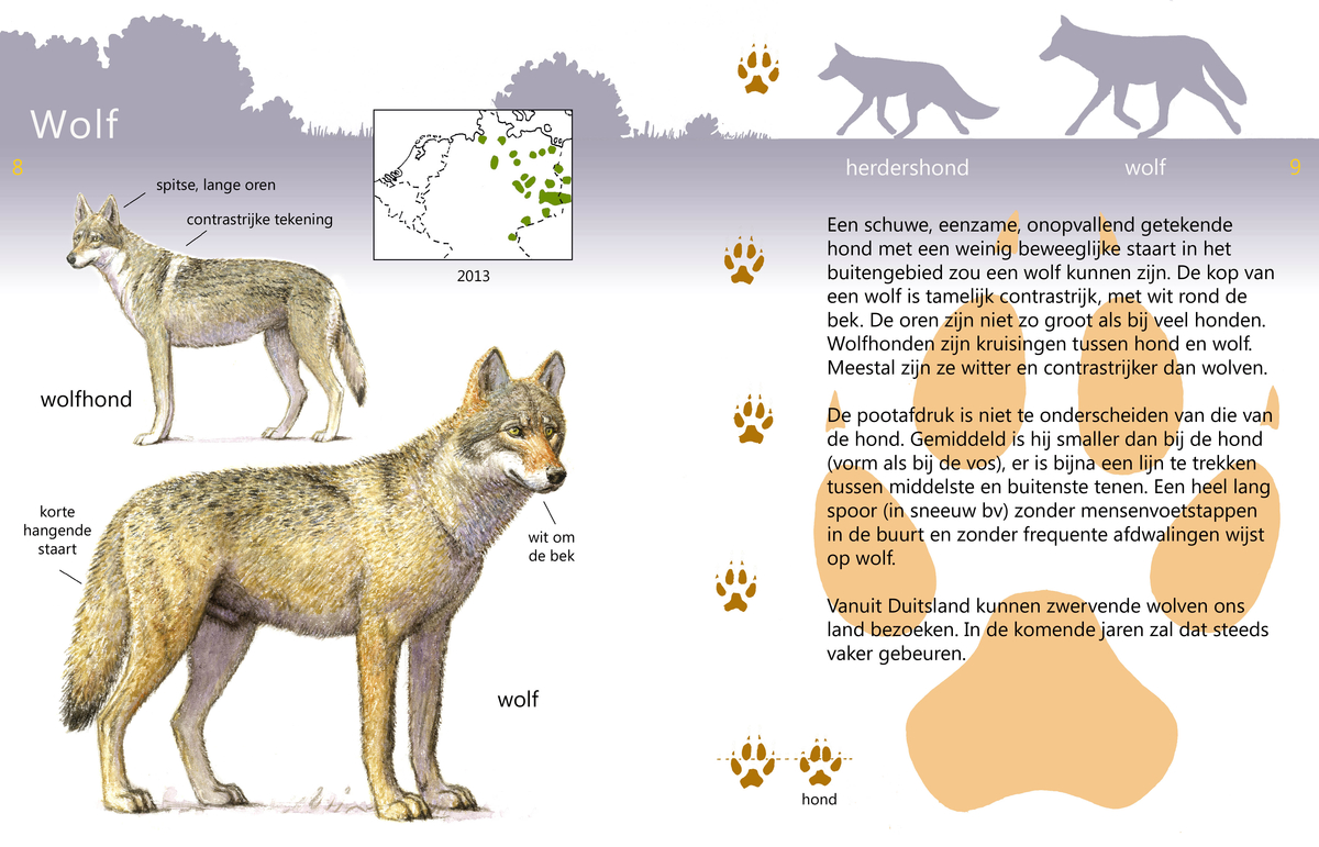 Natuurfotografie-Anita's-Art: Wolf Naya in het Weerterbos