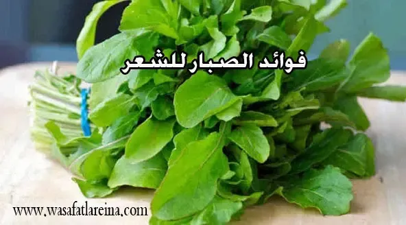 فوائد الصبار للشعر الجاف والتالف