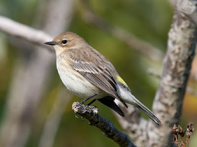 Photo of winter plumage Yellow-rumped Warbler Photo of winter plumage Yellow-rumped Warbler