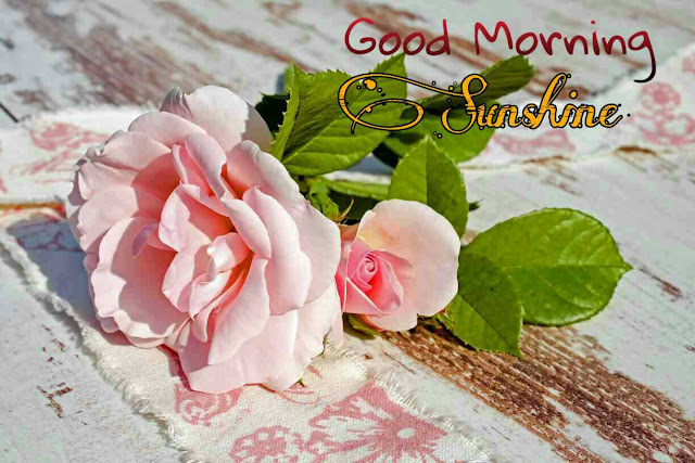 Good Morning Images With Pink Rose Flower