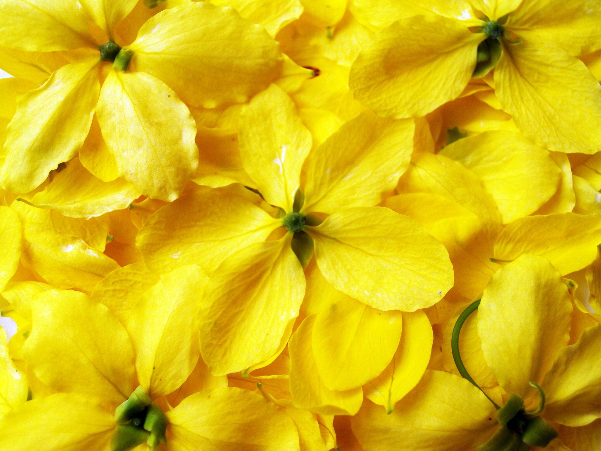 How to Answer IELTS Speaking Questions An Important Plant / Flower in