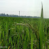 Farming in Odisha: Some snaps from my village