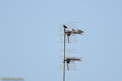 Estornell vulgar (Sturnus vulgaris)