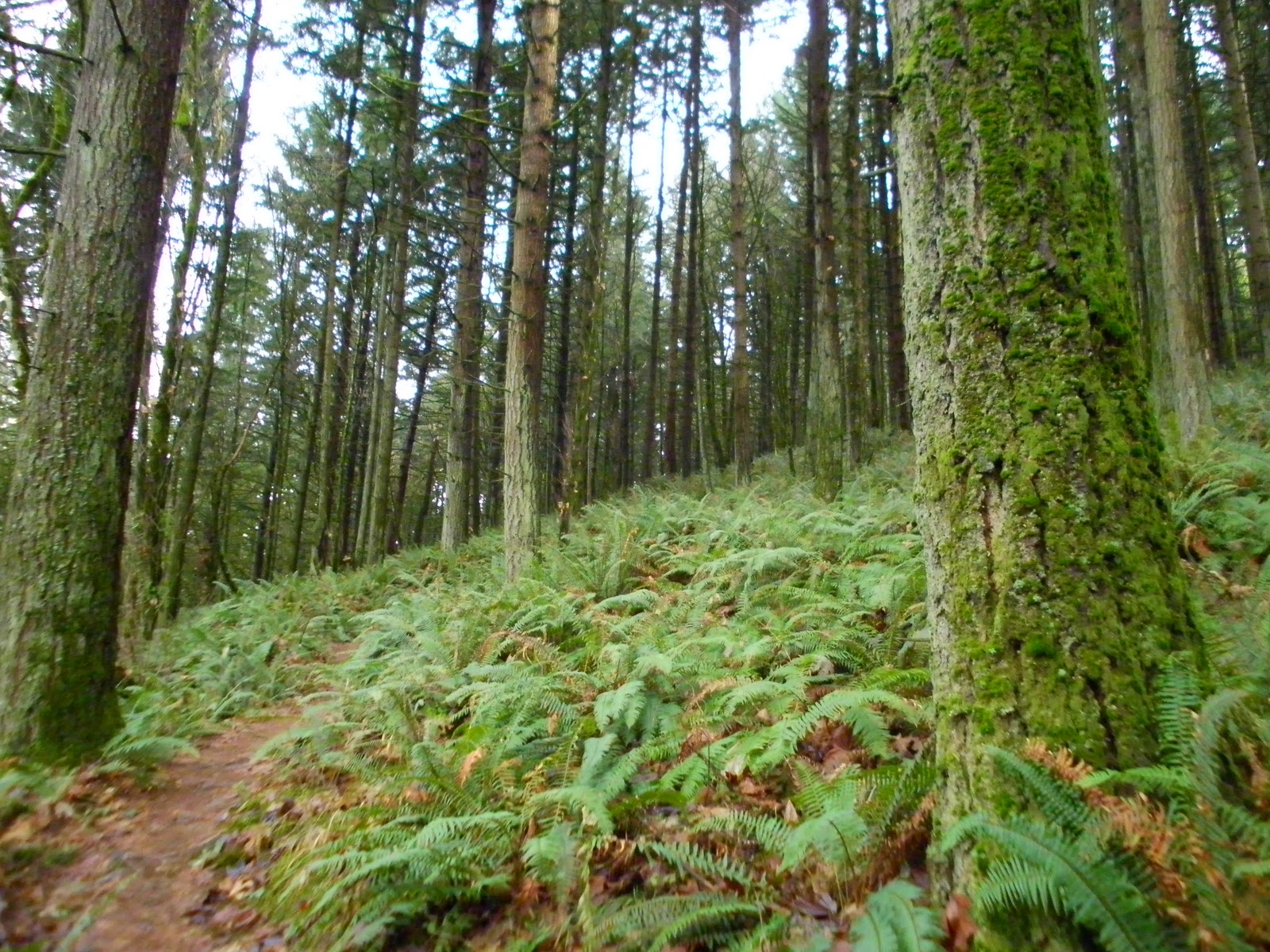 Black Watch Sasquatch: Mt. Talbert Nature Park - Clackamas
