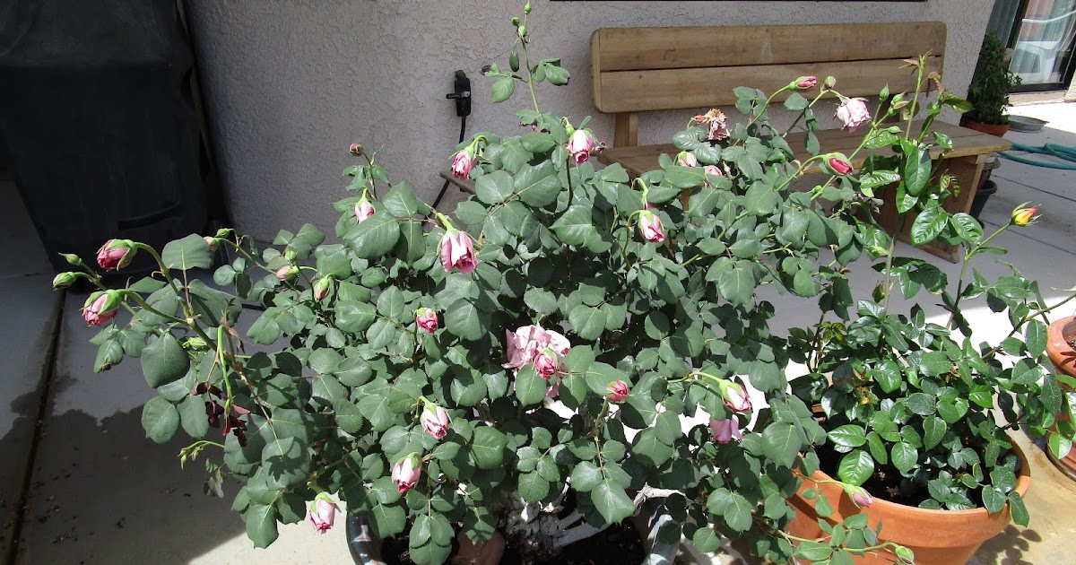 Xtremehorticulture of the Desert Wilting Rose Flowers and Thrip Damage