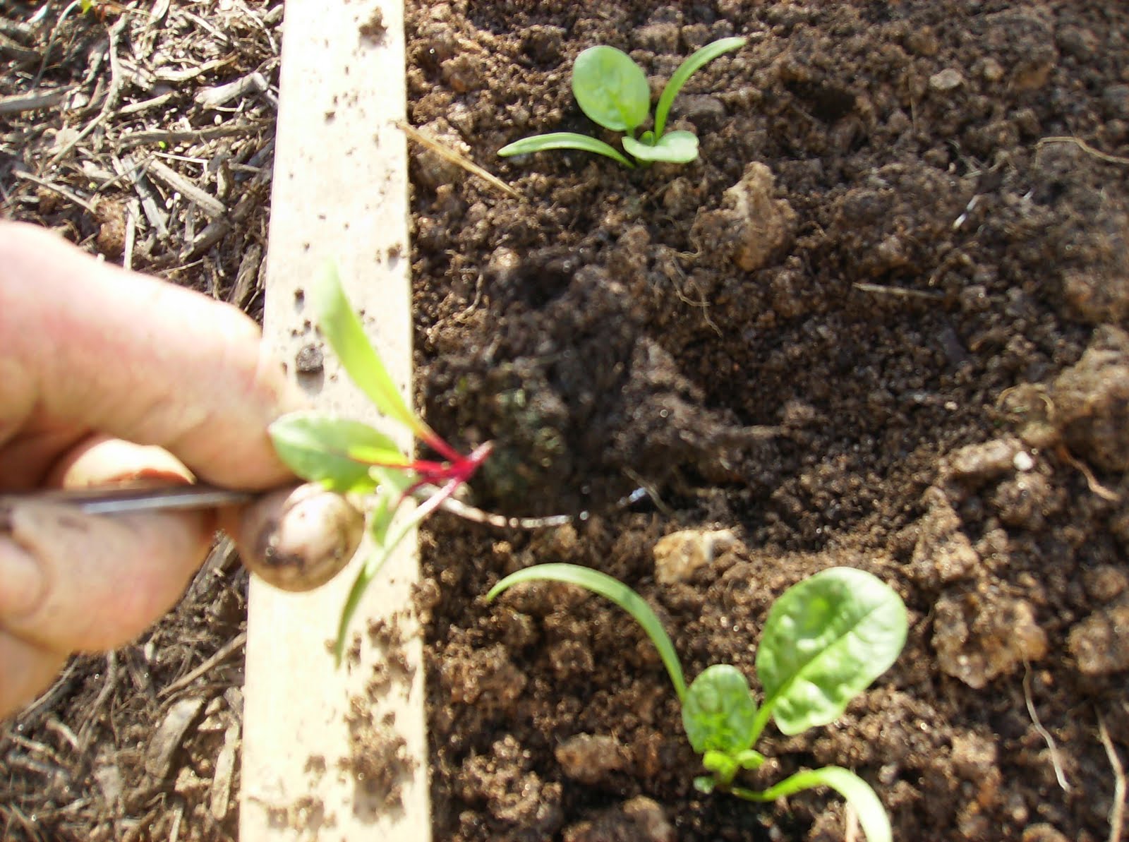 The Rusted Vegetable Garden