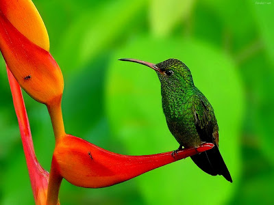 colibri-con-plumaje-de-color-verde-posado-sobre-una-planta-tropical