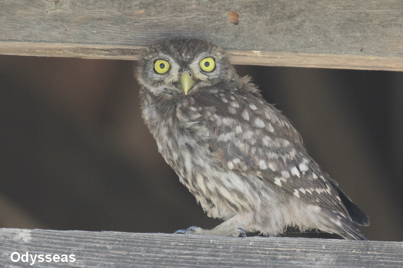 Nature in Greece Little Owl Κουκουβάγιες