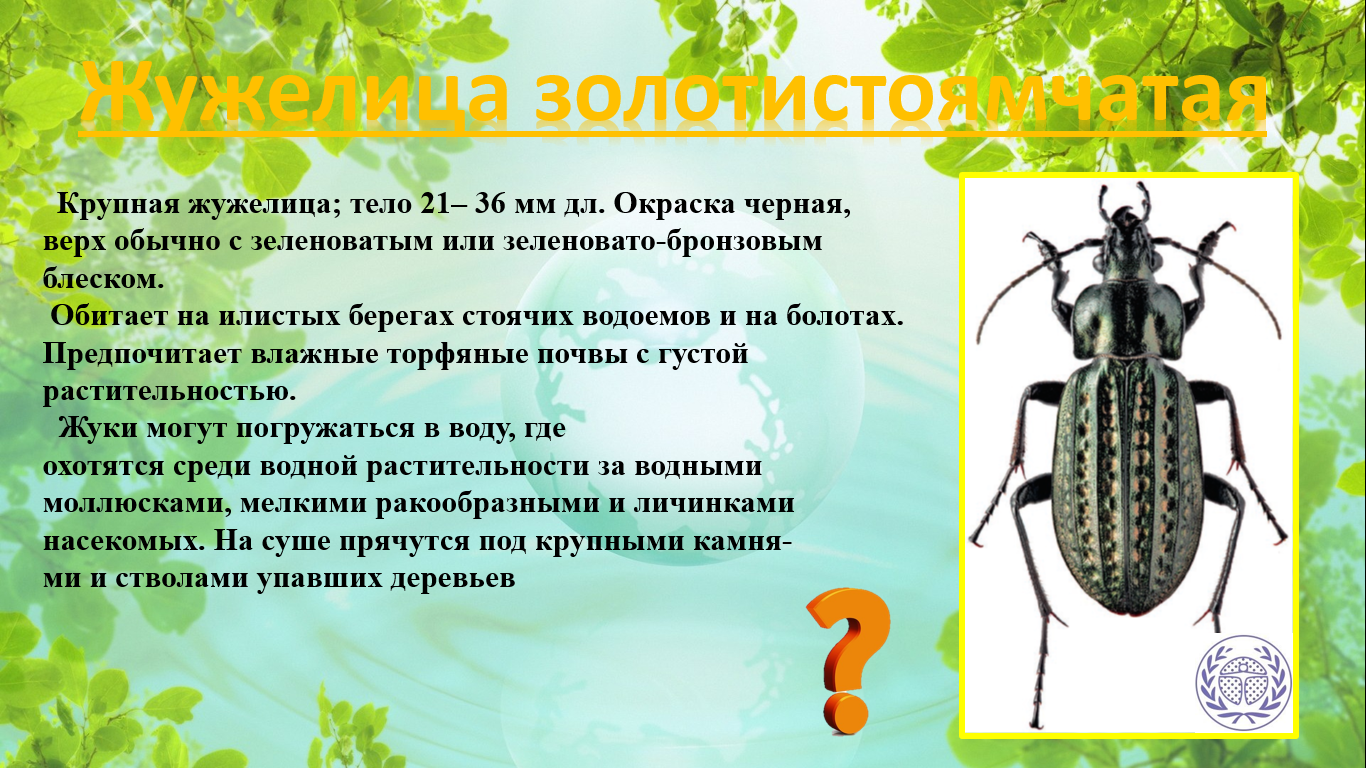 Звуковая схема слова жужелица Окружающий мир 4 класс