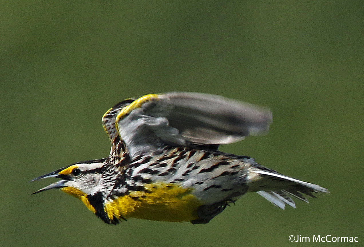 Ohio Birds and Biodiversity Eastern Meadowlark, calm before the storm