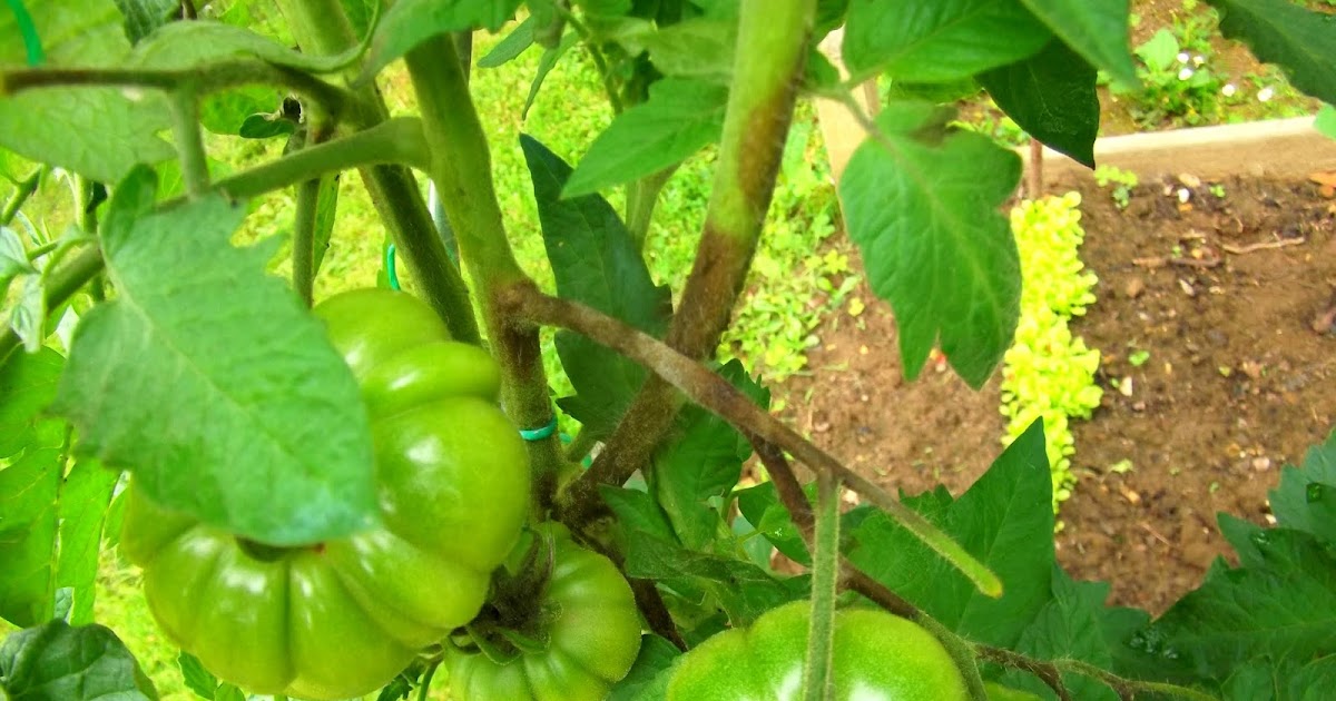 Magnon's Meanderings The rot sets in!