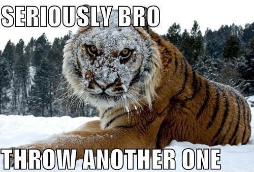 tiger+with+snow+face.jpg