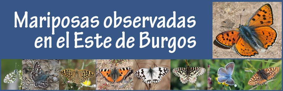 Mariposas observadas en el Este de Burgos