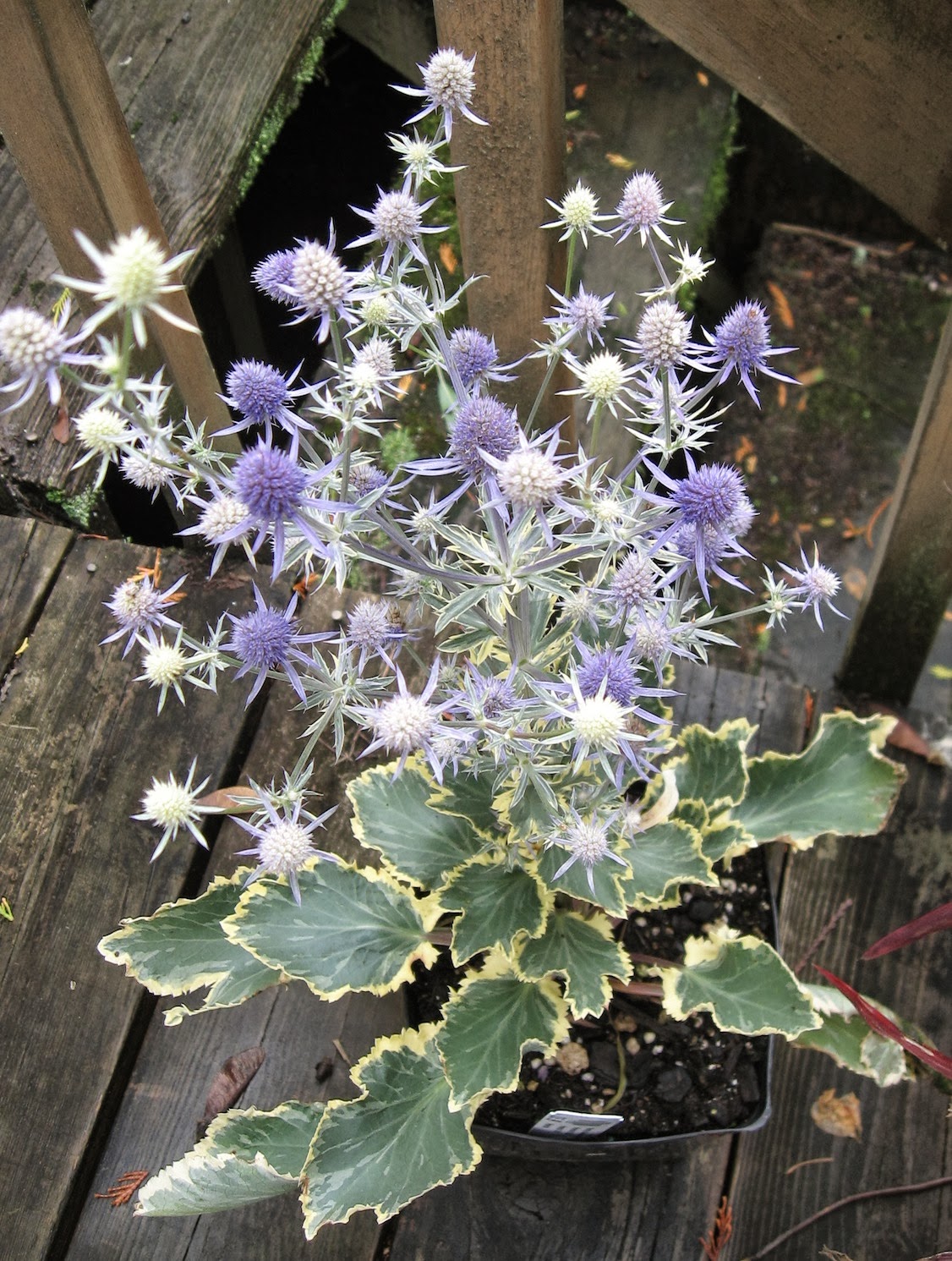 Weeding on the Wild Side Eryngium planum 'Jade Frost', Favorite Plant