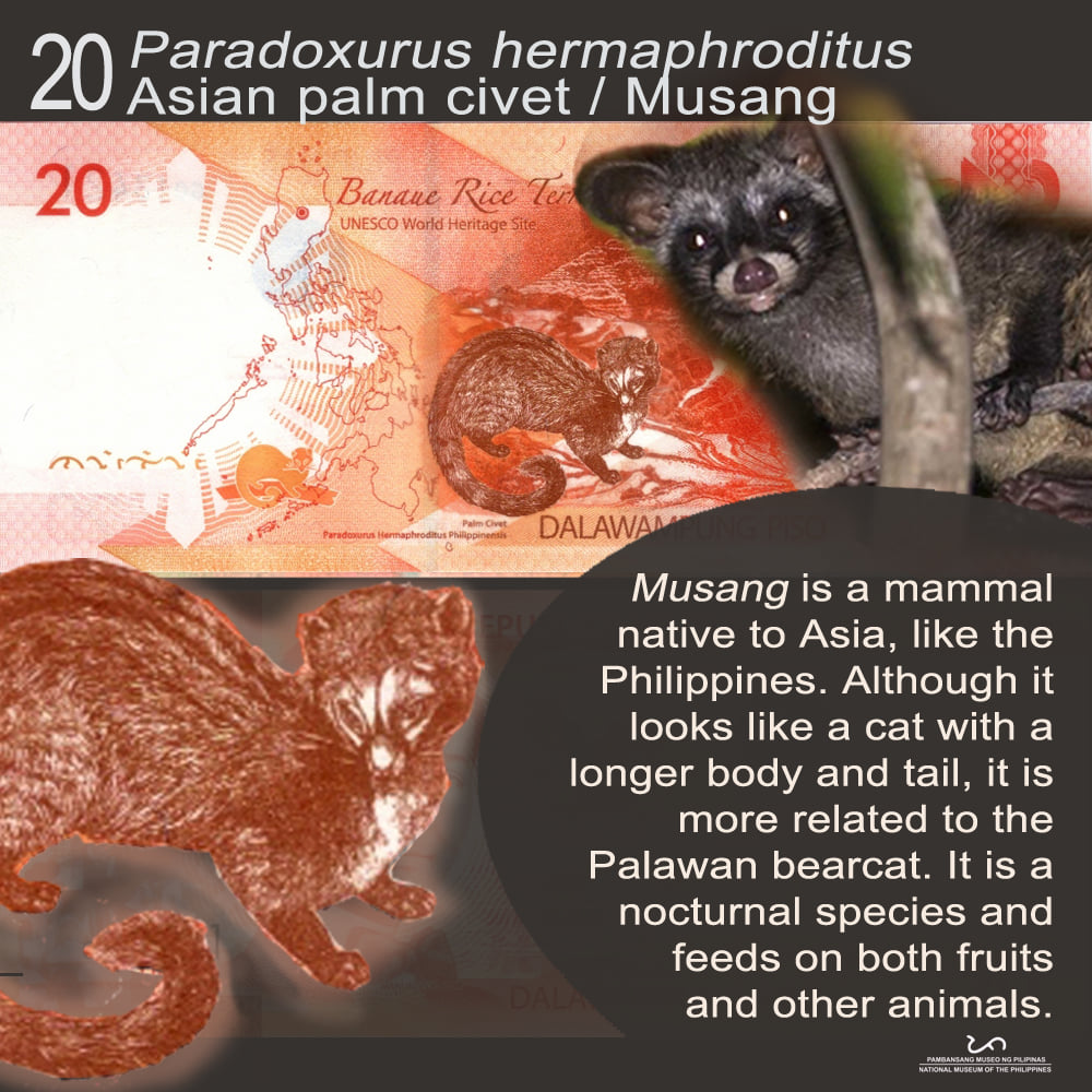 Philippine Animals Depicted in Pinoy Currency [Natural Heritage in PH  Money] 