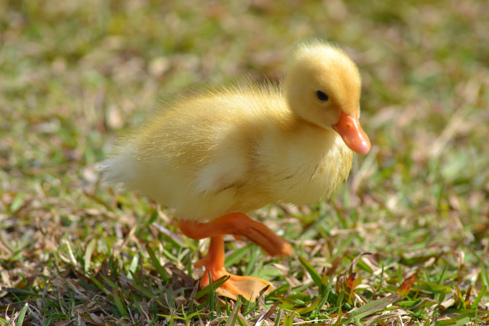 TheA+ Photography: Fluffy Duck