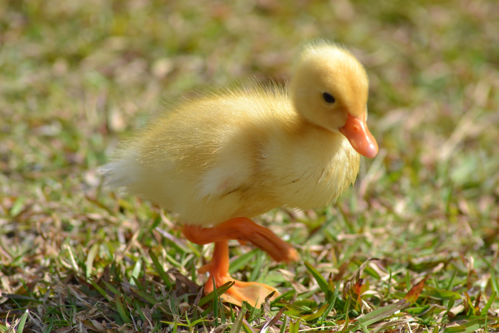 TheA Photography Fluffy Duck