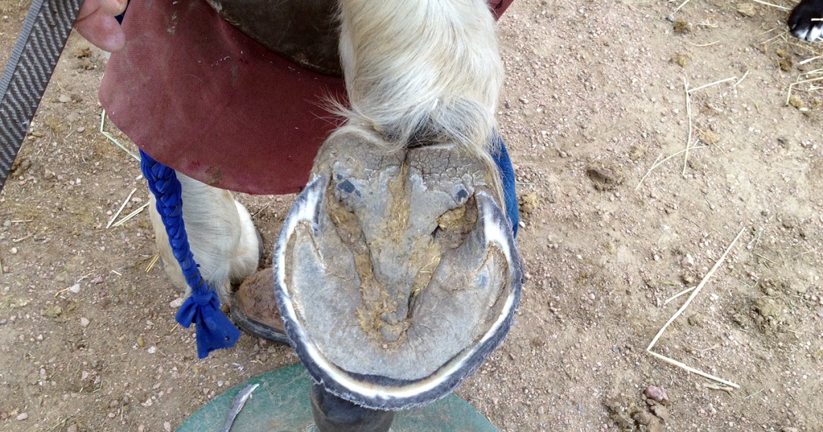 Bit of Honey Training No Hoof, No Horse!