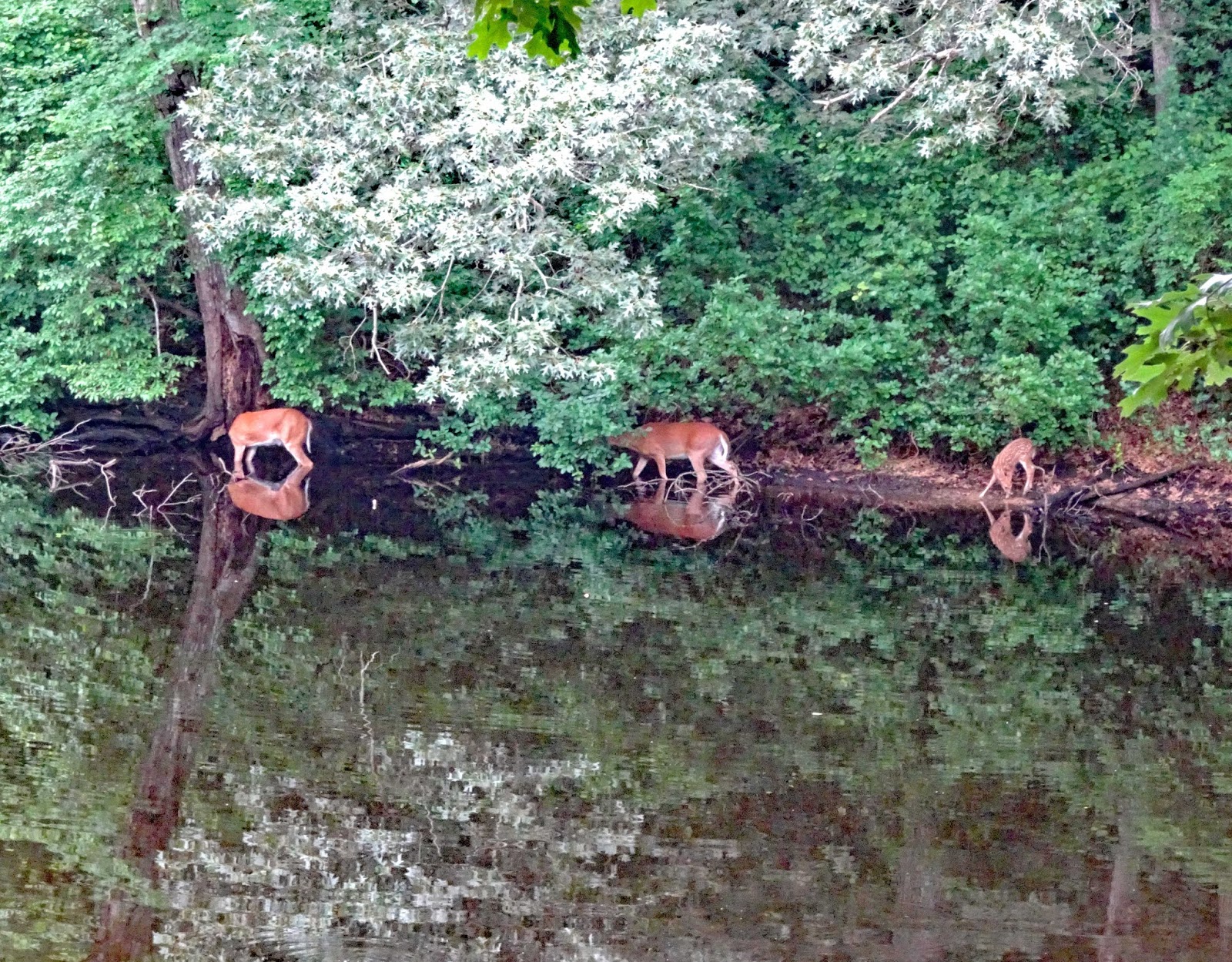 Joe's Retirement Blog Deer, Manomet, Plymouth, Massachusetts, USA