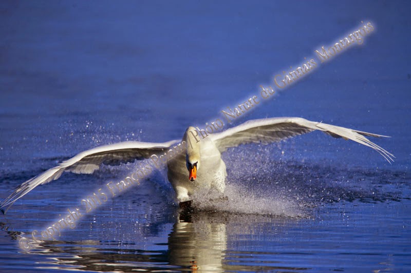 Cygne tuberculé ♂