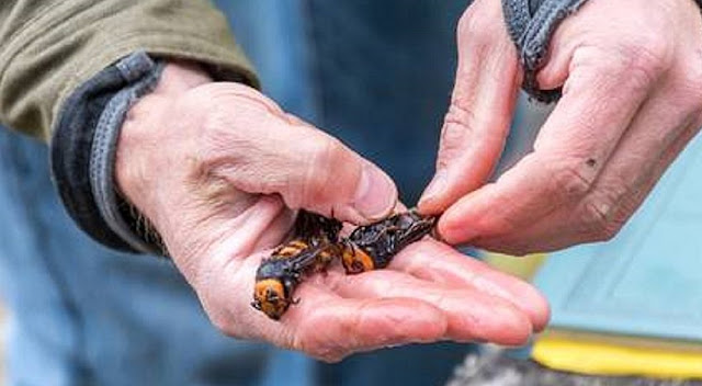 Vespa gigante com picada mortal assusta moradores dos Estados Unidos